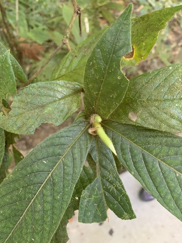 Atractocarpus hirtus