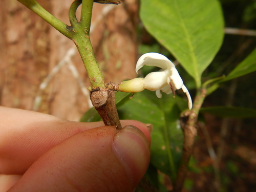Atractocarpus sessilis (False Gardenia) — photo