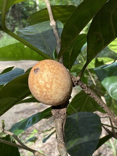 Atractocarpus sessilis (False Gardenia) — photo