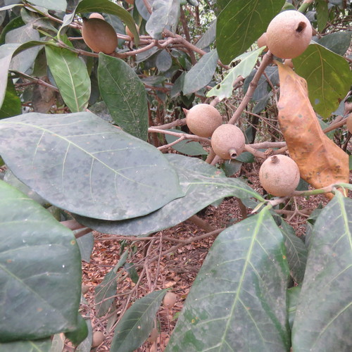 Atractocarpus sessilis