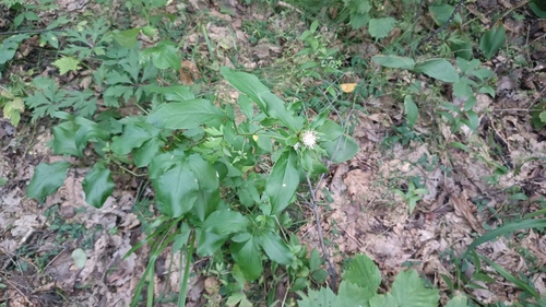 Atractylodes japonica (Sapchu) — photo