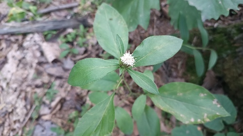 Atractylodes japonica (Sapchu) — photo