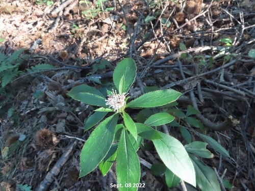 Atractylodes japonica