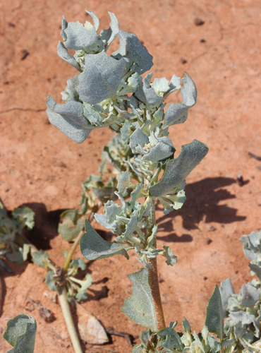 Atriplex angulata (Fan saltbush) — photo