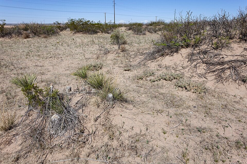 Atriplex arenaria