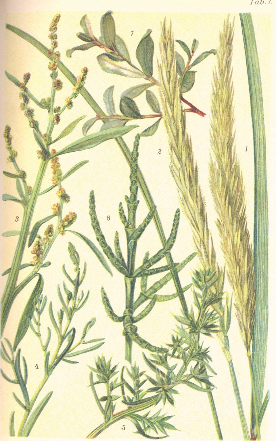 Atriplex arenaria (Crested saltbush) — photo