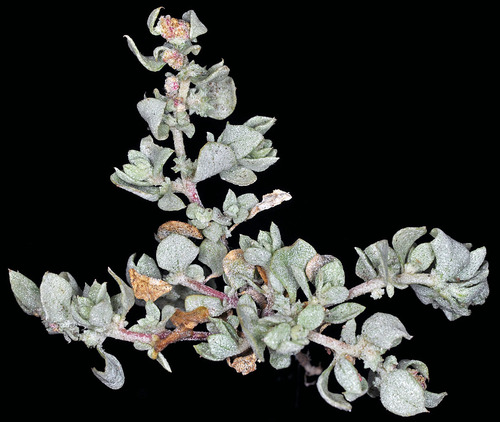 Atriplex argentea (Silvery orach) — photo