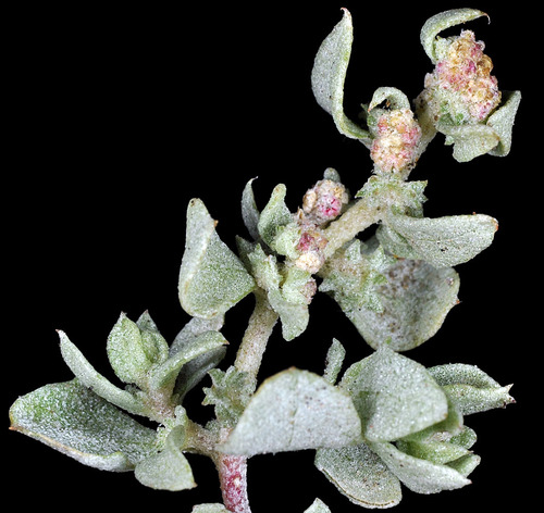 Atriplex argentea (Silvery orach) — photo