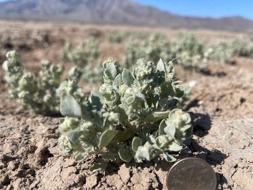 Atriplex argentea