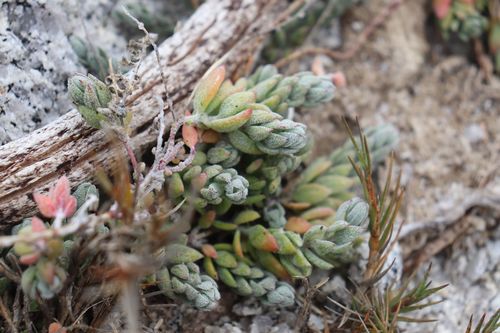 Atriplex californica (California Saltbush) — photo
