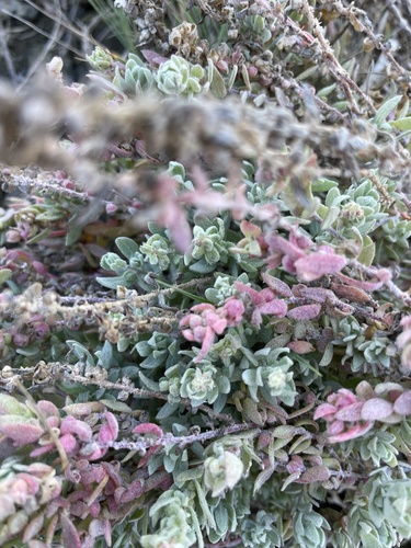 Atriplex californica (California Saltbush) — photo
