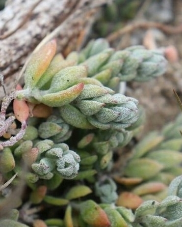 Atriplex californica