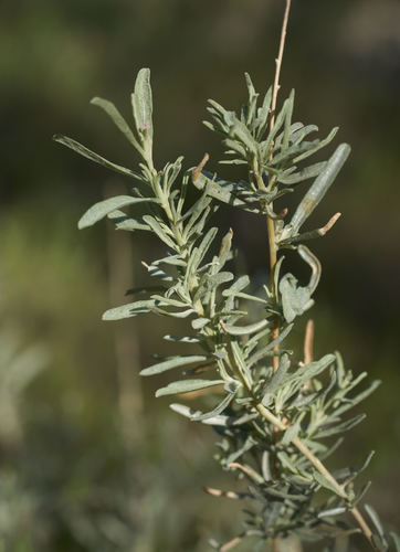 Atriplex canescens (Four-winged Saltbush) — photo