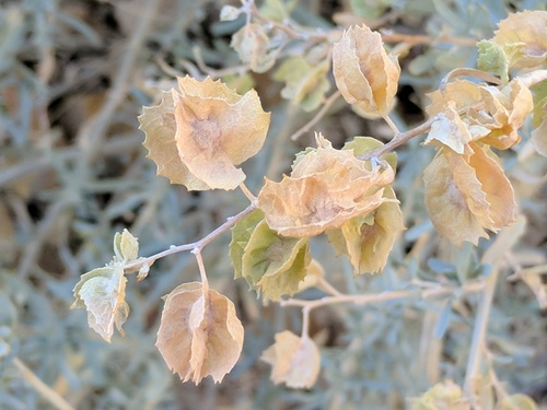 Atriplex canescens (Four-winged Saltbush) — photo