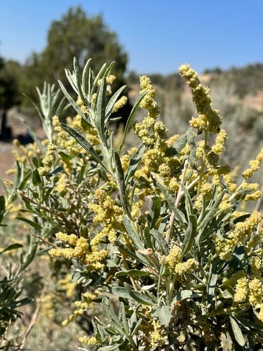 Atriplex canescens