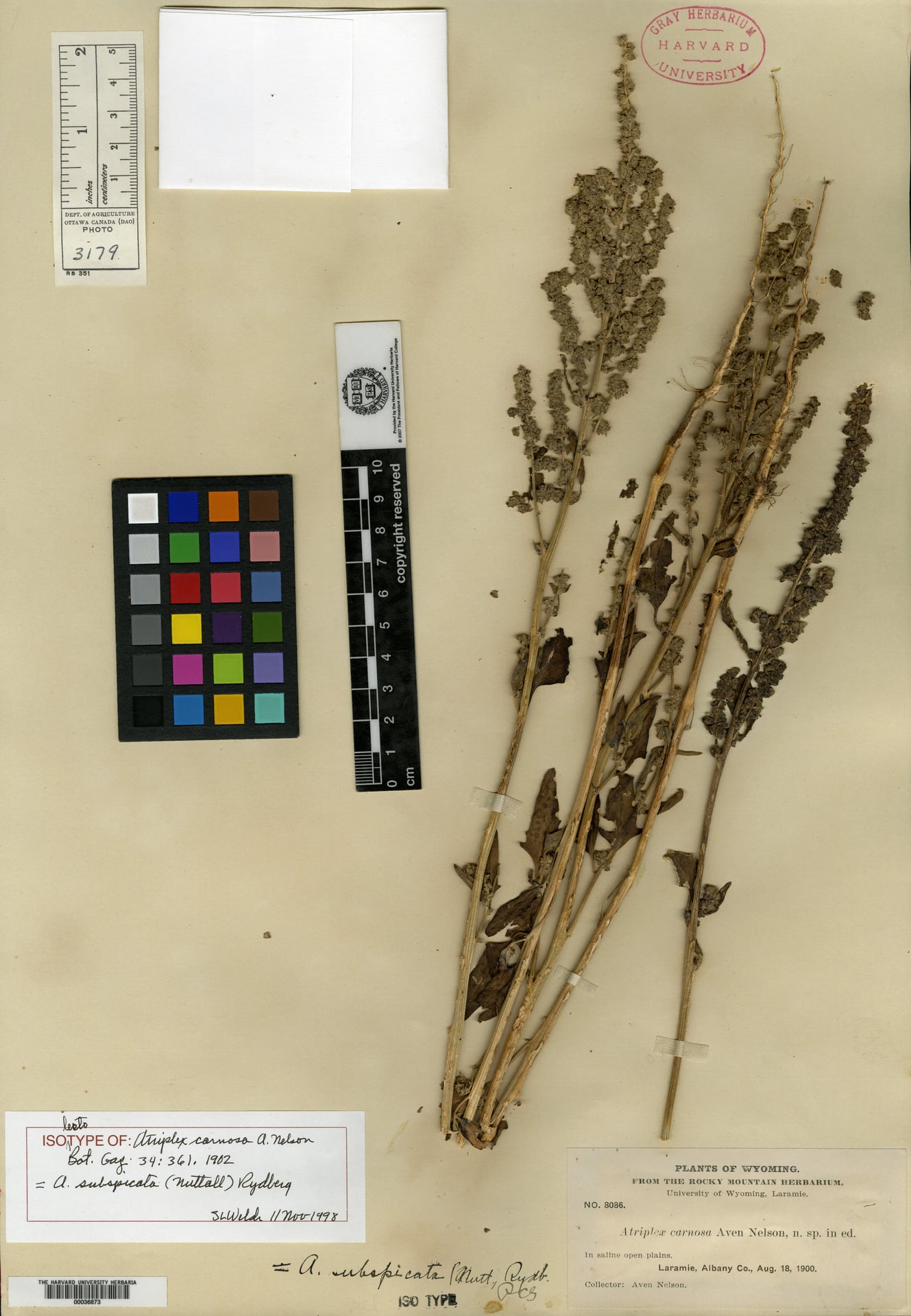 Atriplex carnosa (Thickleaf orach) — photo