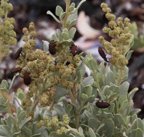 Atriplex cinerea (Grey saltbush) — photo