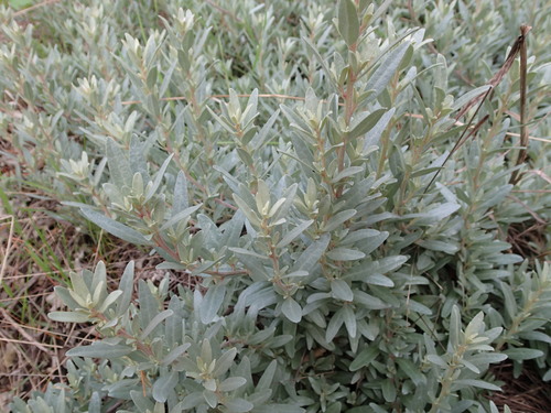 Atriplex cinerea (Grey saltbush) — photo