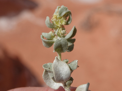 Atriplex confertifolia (Shadscale) — photo