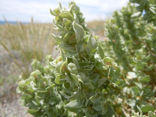 Atriplex confertifolia (Shadscale) — photo