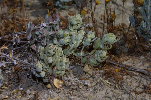 Atriplex coronata (Crownscale) — photo