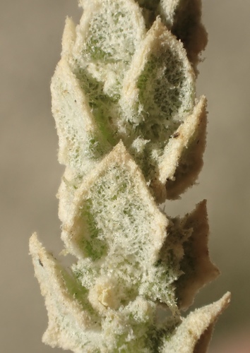 Atriplex coronata (Crownscale) — photo