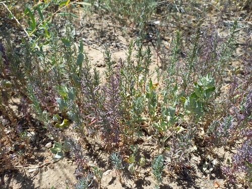 Atriplex dimorphostegia (Li bao bin li) — photo
