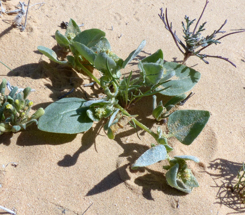Atriplex dimorphostegia