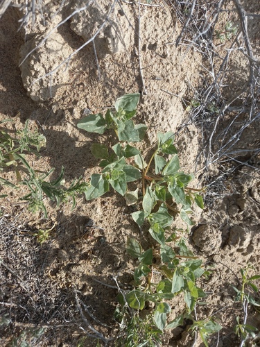 Atriplex dimorphostegia (Li bao bin li) — photo