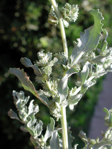 Atriplex elegans (Wheelscale saltbush) — photo