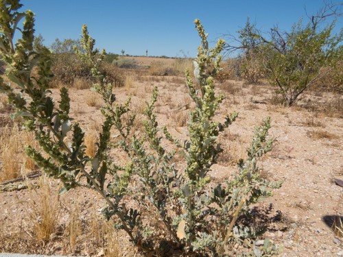 Atriplex elegans (Wheelscale saltbush) — photo