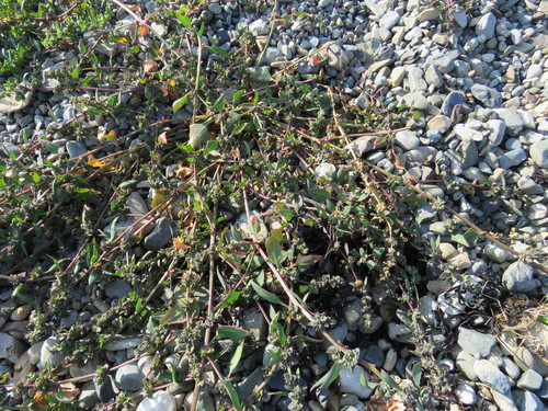 Atriplex glabriuscula (Orach) — photo