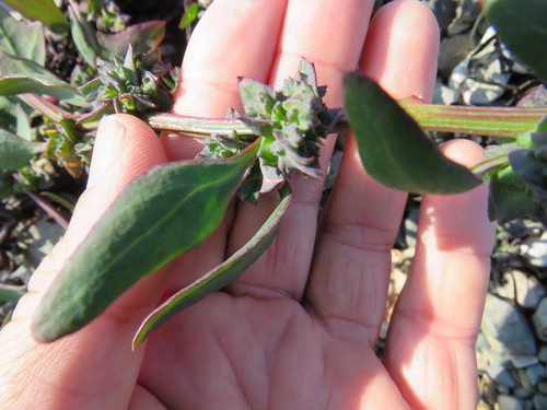 Atriplex glabriuscula (Orach) — photo