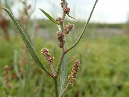 Atriplex gmelinii (Gmelin's Saltbush) — photo