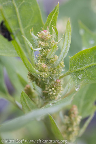 Atriplex gmelinii (Gmelin's Saltbush) — photo
