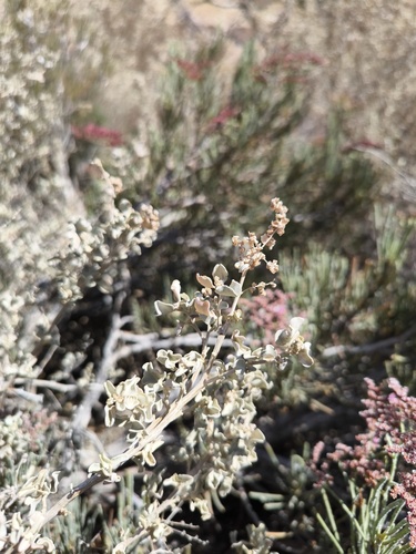 Atriplex griffithii — photo