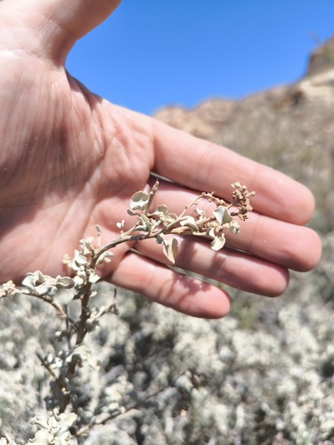 Atriplex griffithii — photo
