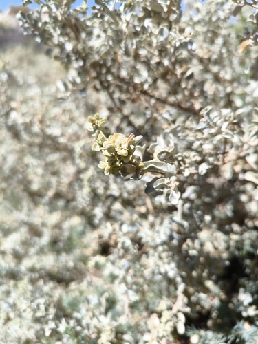 Atriplex griffithii
