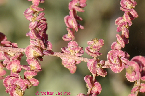Atriplex halimus (“Mallow”) — photo