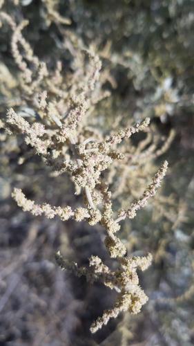 Atriplex halimus (“Mallow”) — photo
