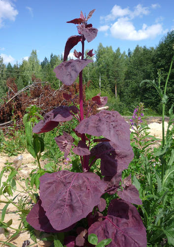 Atriplex hortensis (Mountain spinach) — photo