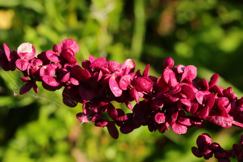Atriplex hortensis (Mountain spinach) — photo