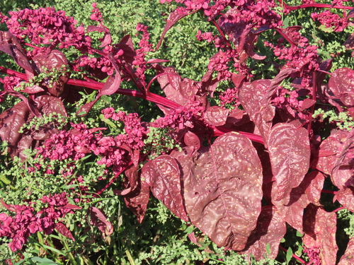Atriplex hortensis