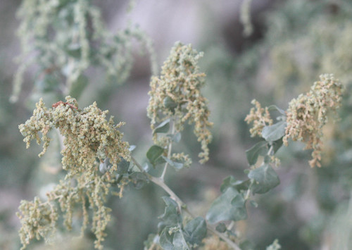 Atriplex lentiformis (Quail bush) — photo