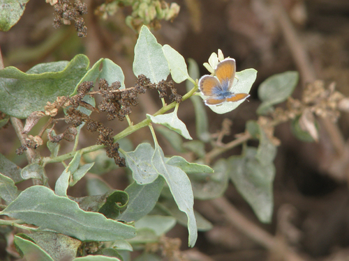 Atriplex lentiformis (Quail bush) — photo
