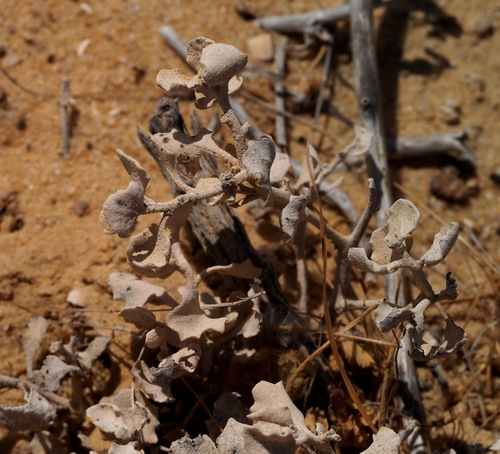 Atriplex leucoclada — photo