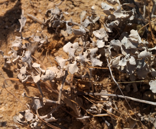 Atriplex leucoclada — photo