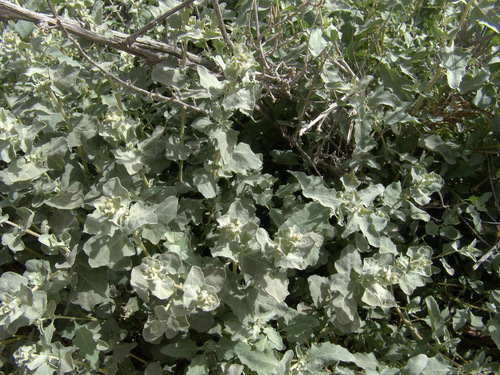 Atriplex leucoclada