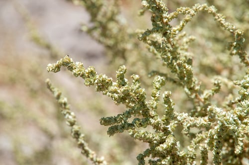 Atriplex madariagae