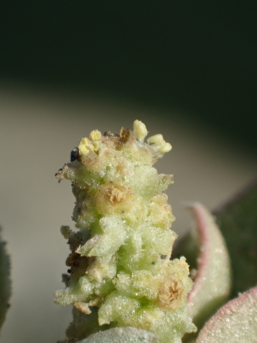 Atriplex maximowicziana (Maximowicz's saltbush) — photo